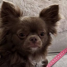 Chihuahuas from Palmetto Paws Chihuahuas