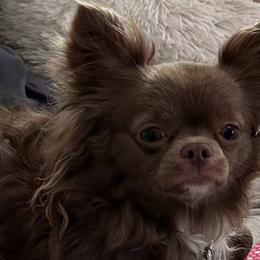 Chihuahuas from Palmetto Paws Chihuahuas