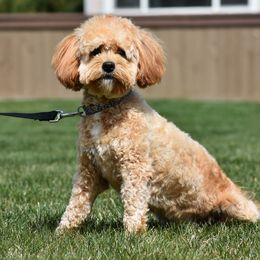 Rosie - Goldendoodle