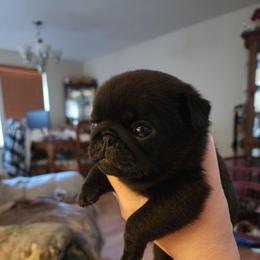 Black girl puppy 5 - Black female Pug puppy in Tacoma, Washington from Precious Princess Pugs