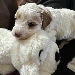 Bambi (lavender collar) - Blenheim female Cavapoo puppy in Modesto, California from Molly n Friends
