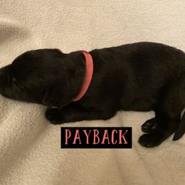 German Shepherd Puppies from High Voltage GSD