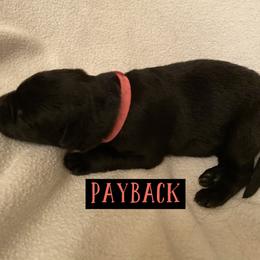 German Shepherd Puppies from High Voltage GSD