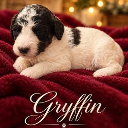 Gryffin - Parti female Poodle puppy in Washington, Pennsylvania from Patriotic Poodles