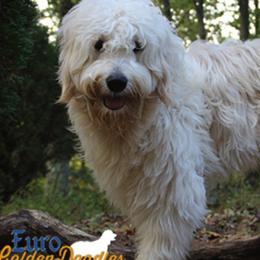 Goldendoodles, Golden Retrievers, and Poodles from Euro Goldendoodles