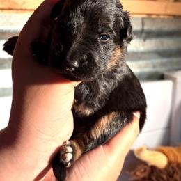Black Collar - Black and red male German Shepherd puppy in Puyallup, Washington from Majestic Royal German Shepherd’s
