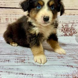 Candy tri male 2 - Black tri male Miniature Australian Shepherd puppy in Lemon Cove, California from Magic Ranch Mini Aussies