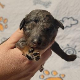 Thunder - Merle male Goldendoodle puppy in Maineville, Ohio from Danielle's Doodles