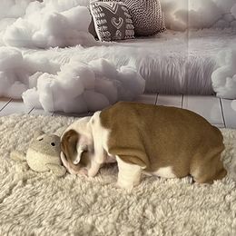 Bulldog Puppies from Sweet Rolls