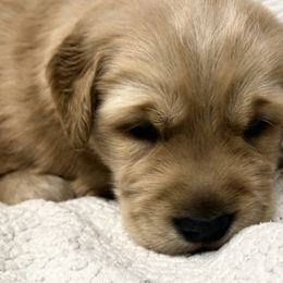 Purple girl - Golden female Golden Retriever puppy in Rockwell, North Carolina from KnL Golden Acres