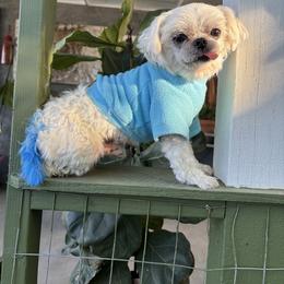 Ollie - White male Maltese puppy in Upland, California from Prime Paradise Kennel