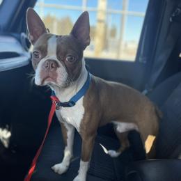 buster - Boston Terrier