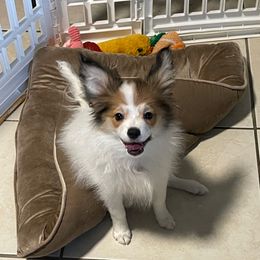 Gordo - White and sable male Papillon puppy in Central Florida, Florida from Sunshine Papillons