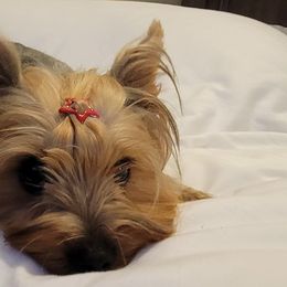 Yorkshire Terriers from Yorkieology