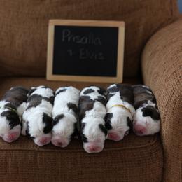 Saint Bernard Puppies from Shoen Saint Bernards