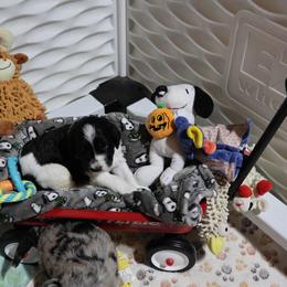 Lestrade - Tri-color male Bernedoodle puppy in Springfield, Missouri from Doodle Dandy Bernedoodles