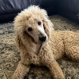 Rosie - Poodle