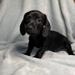 Salem - Black male Dachshund puppy in Norco, California from Norco dachshunds