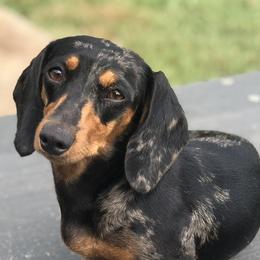 Dachshunds from Mountain Farm Dachshunds