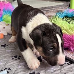 Buckeye - Black tan and white male Bull Terrier puppy in Springfield, Ohio from Lynn Hill Bull Terriers
