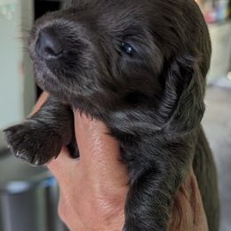 Girl 1 - Dachshund puppy in Homosassa, Florida from Foxies Doxies