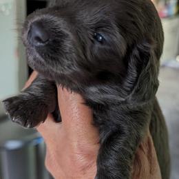 Girl 1 - Dachshund puppy in Homosassa, Florida from Foxies Doxies