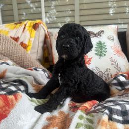 Damon - Black male Goldendoodle puppy in Petersburg, West Virginia from Wv Diva Doodles