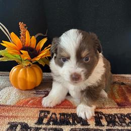 Blaze - Red & white male Miniature Australian Shepherd puppy in Oroville, Washington from High Mountain Aussies