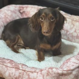 Lainey - Dachshund