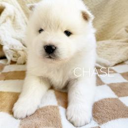 Chase - White male Pomsky puppy in Grass Valley, California from Karalot Pomskies