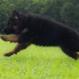 Yellow Collar - Female - Black and red female German Shepherd puppy in Charlotte, North Carolina from Zuflucht K9s