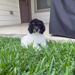 Atlas - Phantom male Poodle puppy in Crosby, Texas from Painted Rose Poodles and Doodles