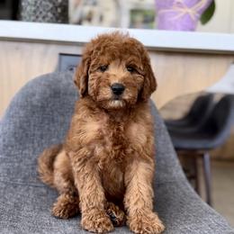 Brunson - Red  male Goldendoodle puppy in St George, Utah from Doodle Bears of Southern Utah