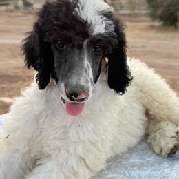 Clem - Parti male Poodle puppy in Meadowbrook, California from Standard Poodle Pups