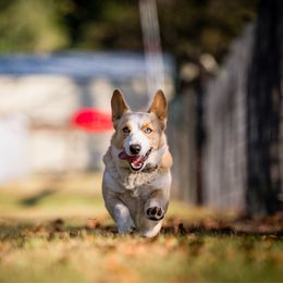 Marigold - Cardigan Welsh Corgi