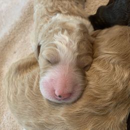 Bernedoodle Puppies from TJ SA Bernedoodles