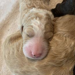 Bernedoodle Puppies from TJ SA Bernedoodles