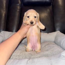 LilyPad - Cream female Dachshund puppy in Ceres, California from Rockin' M’s LilBitty Dachshunds (LBD)