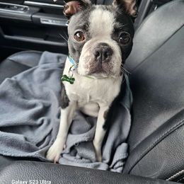 Bella - Boston Terrier