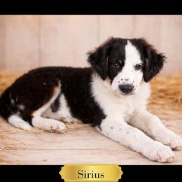 Sirius - Black tri-color male Australian Shepherd puppy in Citra, Florida from AEW Farm
