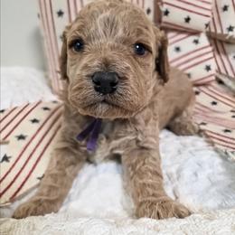 Beau - Apricot male Cavapoo puppy in Gunnison, Utah from Curls and Camo Pups