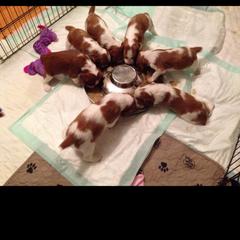 Welsh Springer Spaniel Puppies from Tropic Welsh Springer Spaniels
