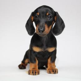Teddy - Black and tan male Dachshund puppy in Red Bud, Illinois from Midwest Miniature Dachshunds