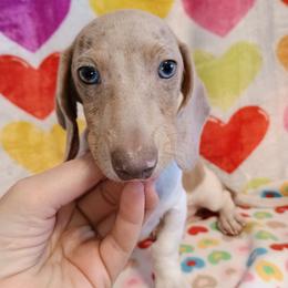 Boy 1 - Piebald male Dachshund puppy in Hudson, Michigan from Mittentail Kennel Miniature Dachshunds