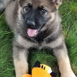 German Shepherd Puppies from Spruce Valley German Shepherds