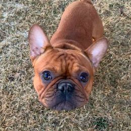 French Bulldog All Grown Up from Windy Willow's French Bulldog