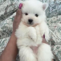 Daisy - White female American Eskimo Dog puppy in West Jordan, Utah from Ketura’s Angels Kennels