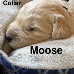 Moose - Light golden male Golden Retriever puppy in Lebec, California from Socalretrievers