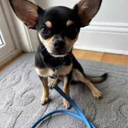 Chihuahua Puppies from Sophia Jade's Chi Brigade