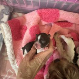 Peter Pan - Parti male Yorkshire Terrier puppy in Daytona Beach, Florida from Jackie Jenny’s Precious Yorkies